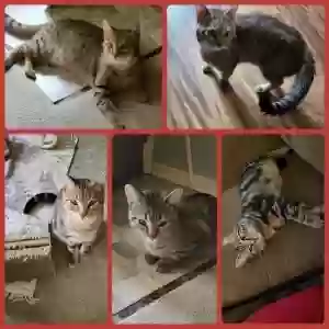adoptable Cat in Columbus, OH named Baby, Rowdy, Miyagi, CJ & Loverboy (HAVE 5 all together)